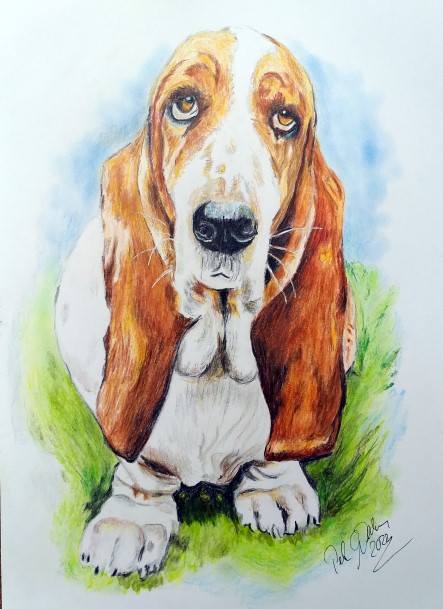 Basset-Hund-VK