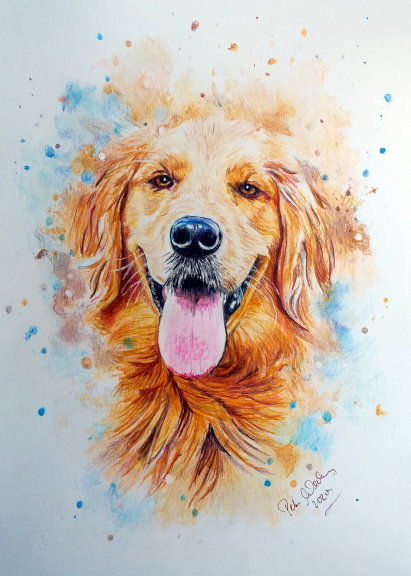 Golden Retriver3.mini